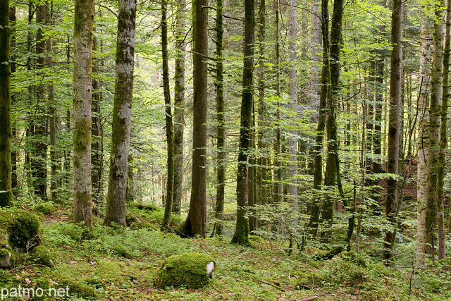 Photo de la fort de la Valserine au printemps