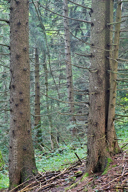 Photo de troncs de conifres dans la fort de montagne du Col de la Forclaz