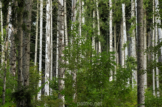 Photo de feuillus et de conifres dans la fort de montagne du Col de la Forclaz