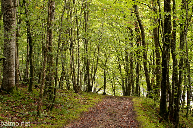 Photograph of an autumn path in the forest along the Rhone river