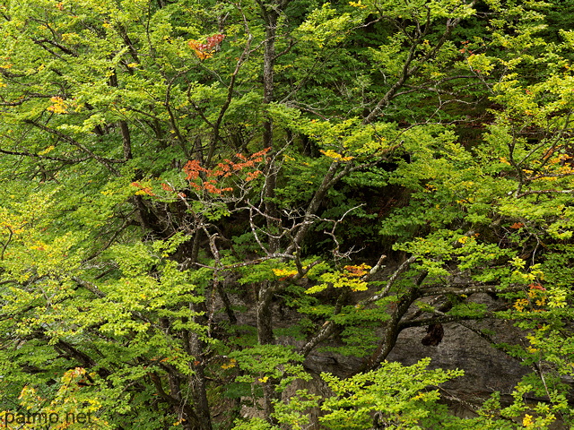 Photographie de l'apparition des premires couleurs d'automne dans la fort au bord du Rhne