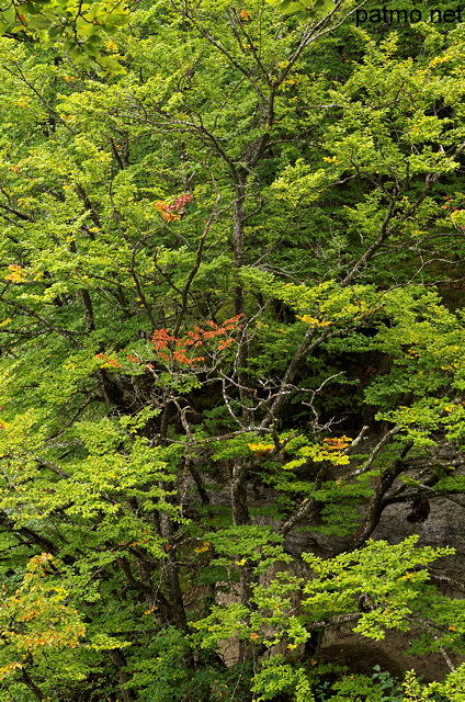 Photo du feuillage d'automne dans la fort au bord du Rhne