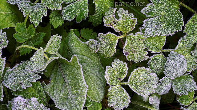 Photo de plantes givres par un matin d'automne