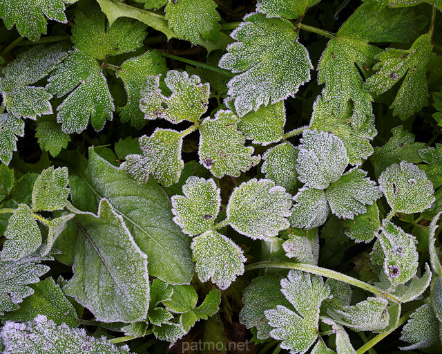 Photo de plantes recouvertes par le givre d'un matin d'automne