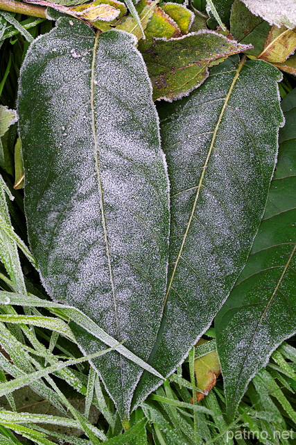 Image de feuilles recouvertes de givre matinal en automne