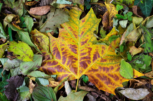 Photo de feuilles d'automne