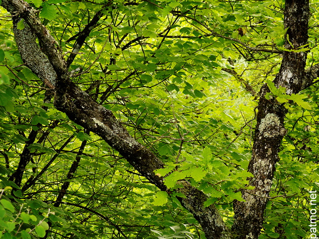 Image du feuillage de printemps dans la fort du Fornant