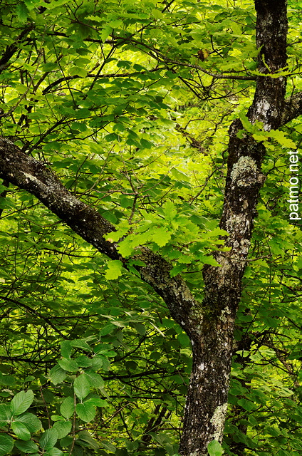 Photo du feuiilage de printemps dans la fort le long du Fornant