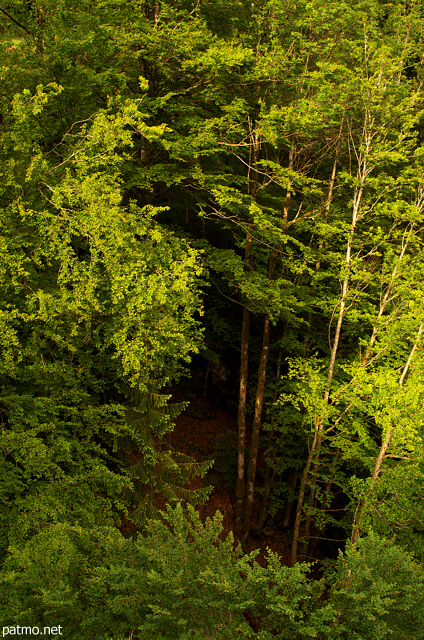 Photographie du contraste entre ombre et lumière dans la forêt de Belleydoux