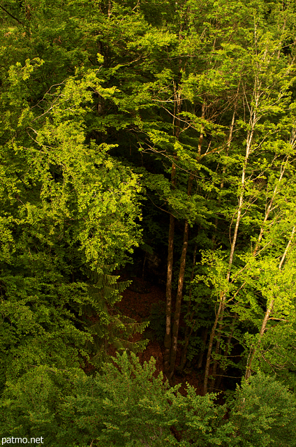 Photograph of light and shadow in Belleydoux forest