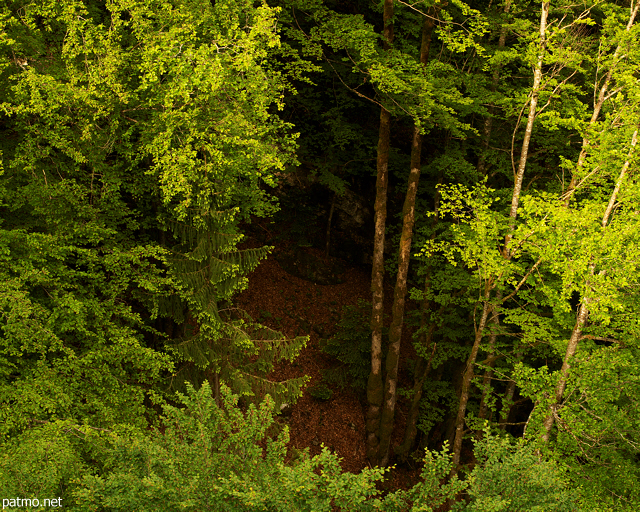 Photo du contraste entre ombre et lumire dans la fort de Belleydoux