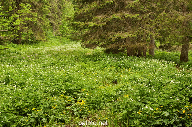 Photo de vgtation luxuriante dans la fort du Haut Jura