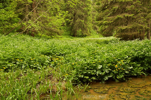 Photographie de la fort humide et luxuriante dans le Haut Jura