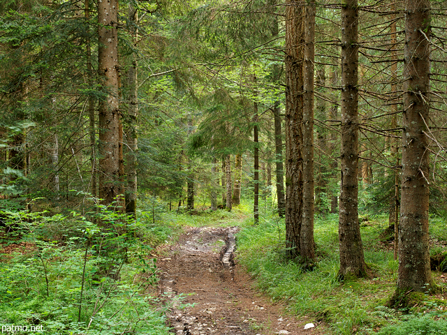 Photographie d'une piste forestière dans la forêt de Champfromier, Parc Naturel Régional du Haut Jura