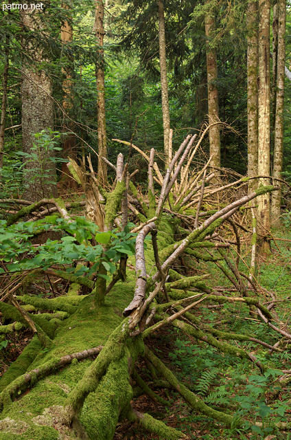 Photo d'un arbre mort dans la fort de Champfromier