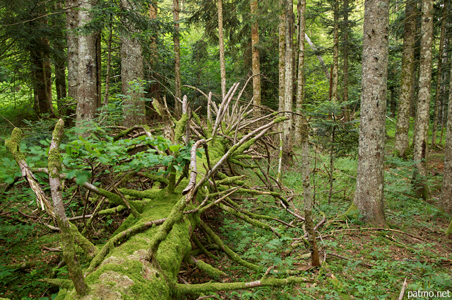 Photograph of a fallen pine tree in Champfromier forest