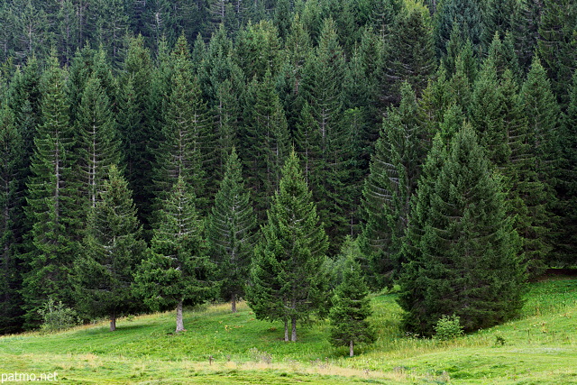 Image of a forest of coniferous trees in the french Alps