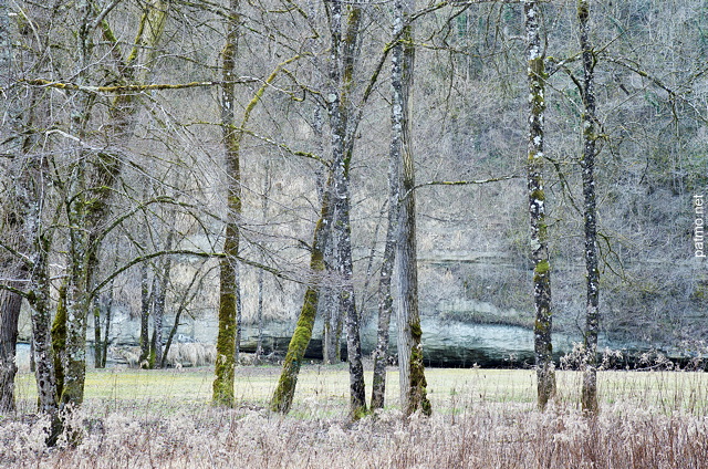 Photographie de la fort du Val des Usses en hiver