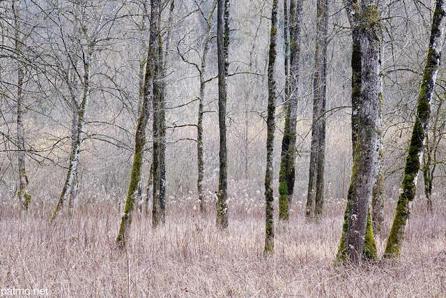 Photo d'arbres dans la forêt du Val des Usses près de Frangy en Haute Savoie