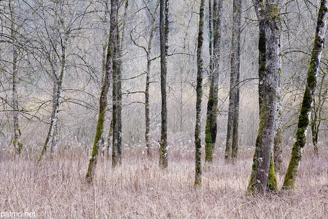 Photo d'arbres dans la fort du Val des Usses prs de Frangy en Haute Savoie