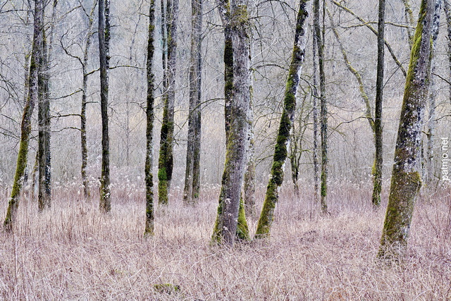 Photo d'arbres dans la fort au bord de la rivire des Usses en Haute Savoie