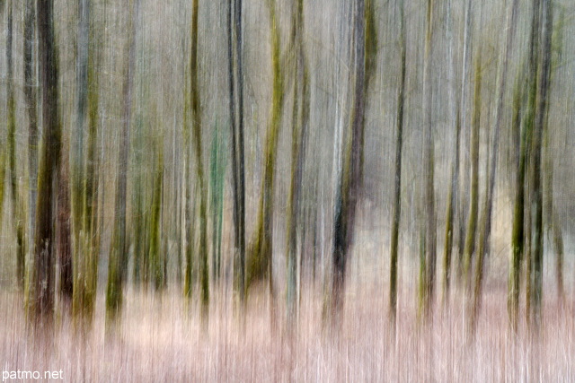 Photo de la forêt au bord des Usses en hiver