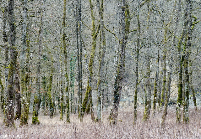 Photographie des arbres au bord de la rivire des Usses prs de Frangy en Haute Savoie