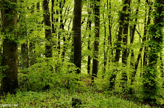 Photo d'un sous bois au printemps en Haute Savoie