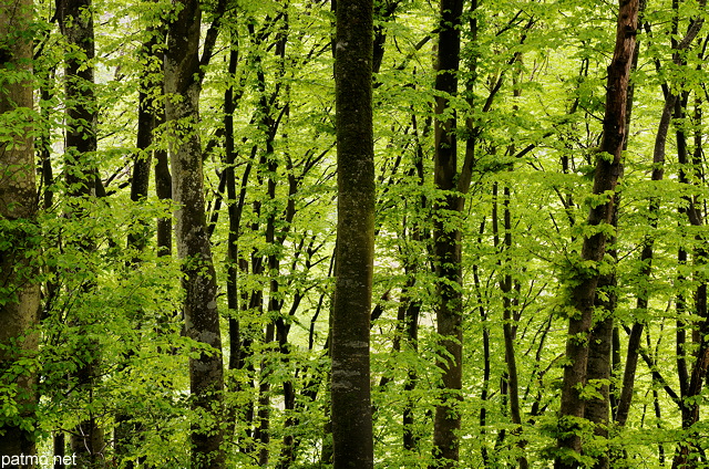 Image de la fort de Haute Savoie au printemps