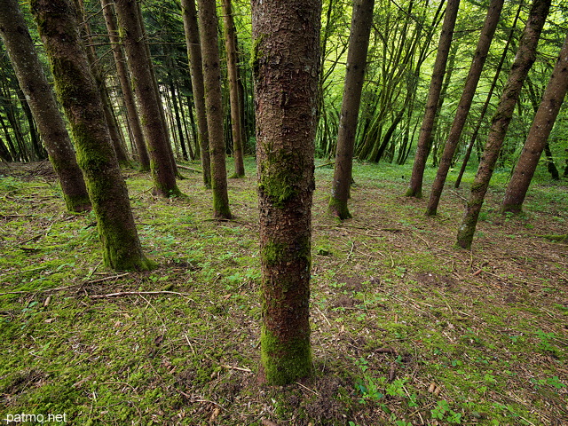 Photographie de conifères dans les forêts pentues du Massif des Bauges