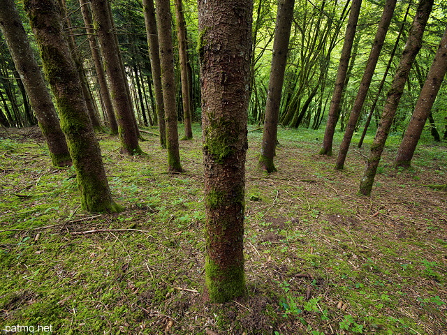 Photographie de conifres dans les forts pentues du Massif des Bauges