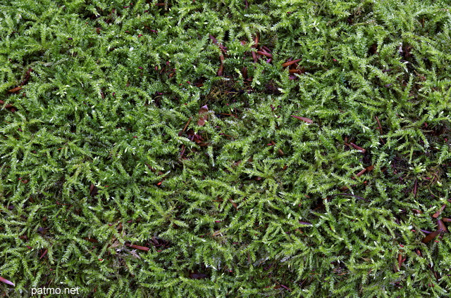 Picture of the green moss on a tree trunk