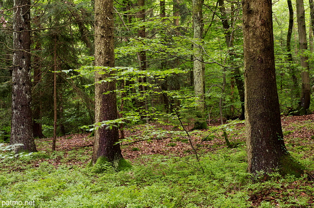 Photo de conifres et de feuillus dans la fort communale de Poisy