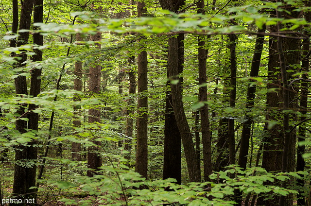 Photo de la forêt de la montagne d'âge avec son feuillage d'été