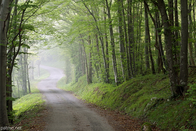 Photo d'une petite route en sous bois dans la forêt d'Arcine, Haute Savoie
