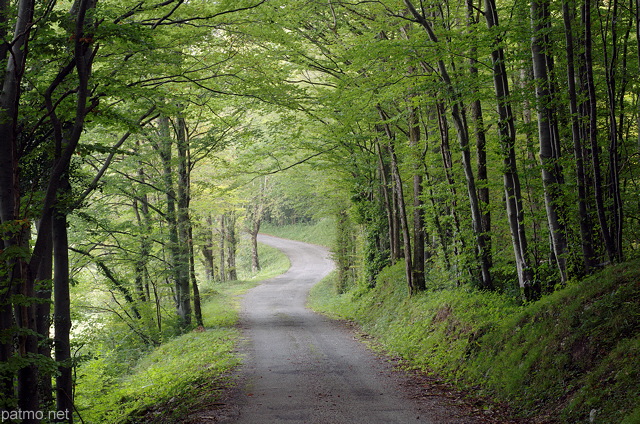 Photograph of a little road through Arcine forest