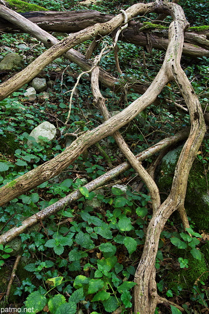 Image de vieilles branches sur le sol de la fort  Arcine, Haute Savoie