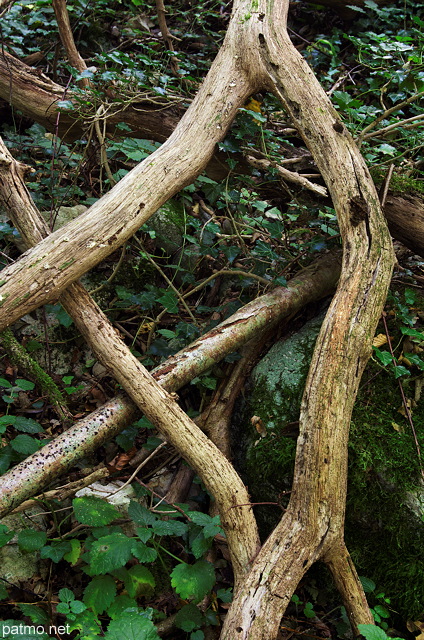 Photographies de vieilles branches dans la fort  Arcine en Haute Savoie