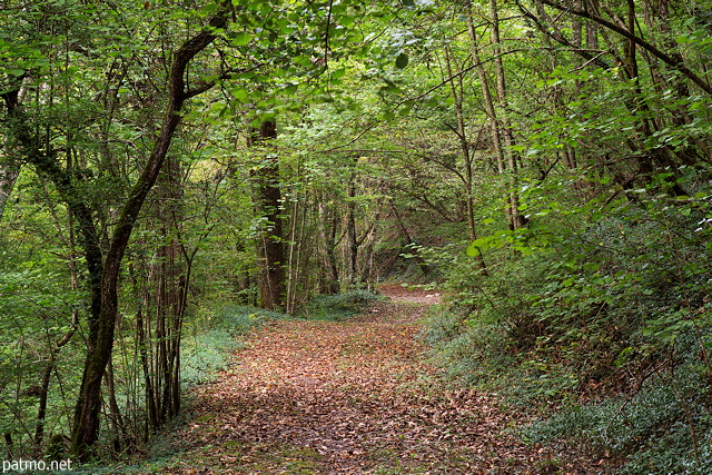 Photo d'un tunnel de verdure sur le chemin forestier qui longe le Fornant