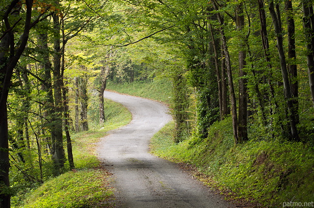 Picture of a winding road through the forest near Arcine