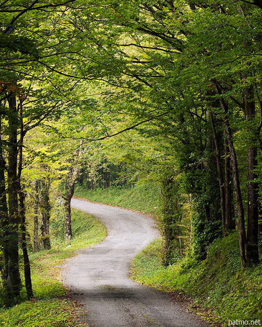 Image d'une route sinueuse  travers la fort d'Arcine