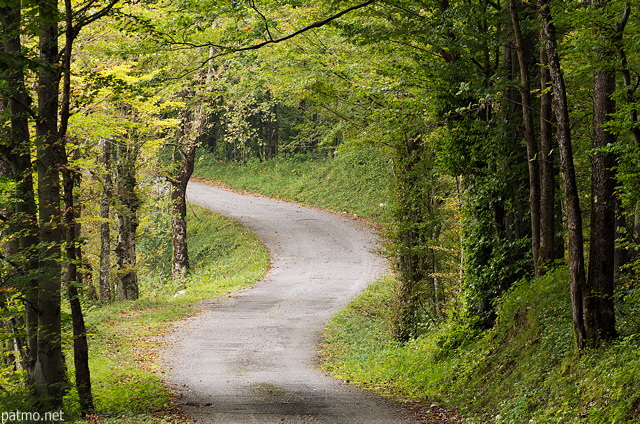 Photo d'une petite route sinueuse dans la fort d'Arcine en Haute Savoie