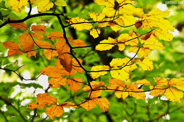 Photo des premires feuilles d'automne dans les forts de Haute Savoie