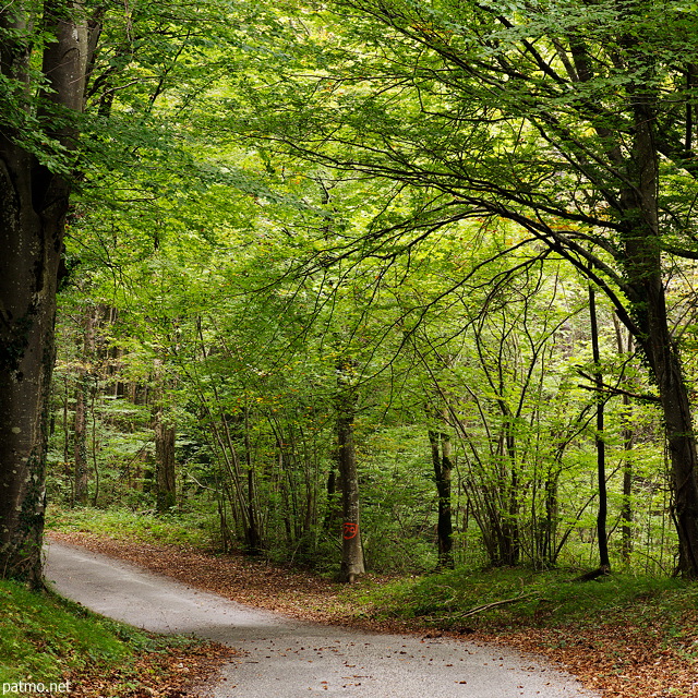 Image des premires couleurs d'automne dans la fort d'Arcine