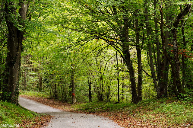 Photo of autumn along the road in Arcine forest