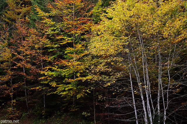 Image des feuillages d'automne dans la fort de Haute Savoie