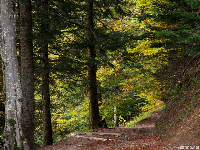 Photographie d'un chemin forestier en automne dans la montagne du Parmelan