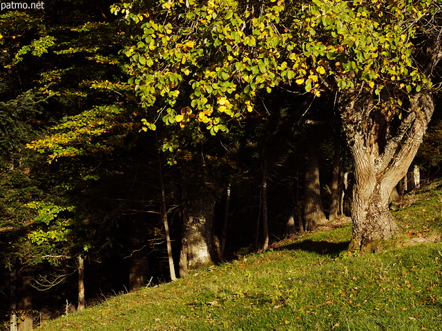 Image de la lumire d'automne  la lisire de la fort