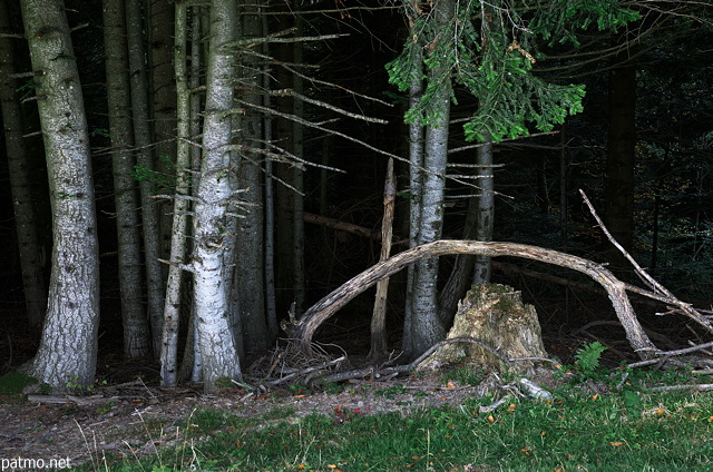 Image of forest edge in the last light of the day