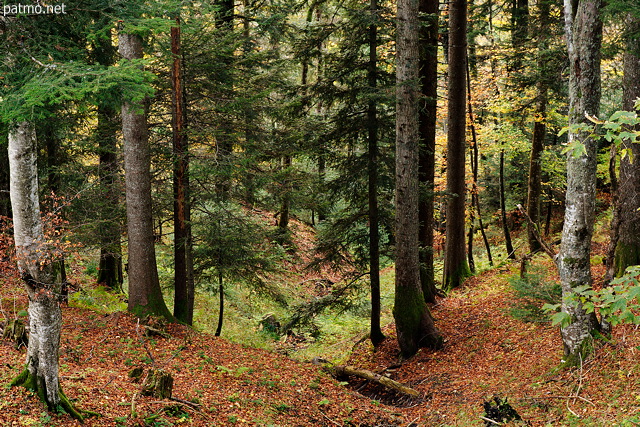 Image of autumn colors in the forest of Parmelan mountain